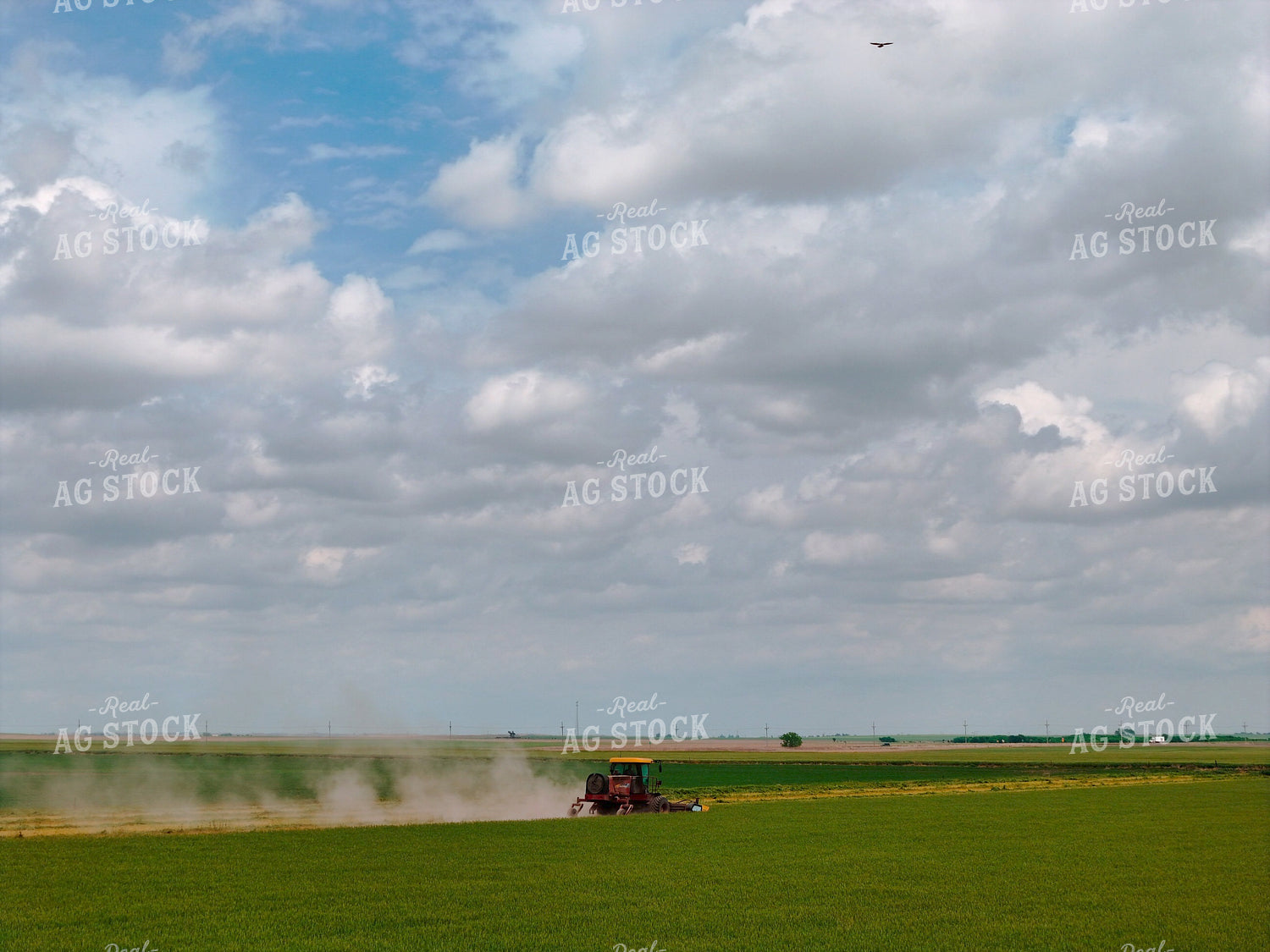 Swathing Oats 239583
