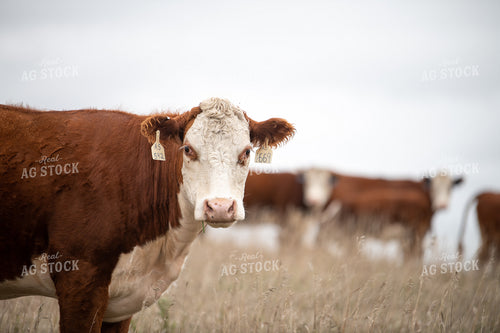 Hereford Cattle 212011