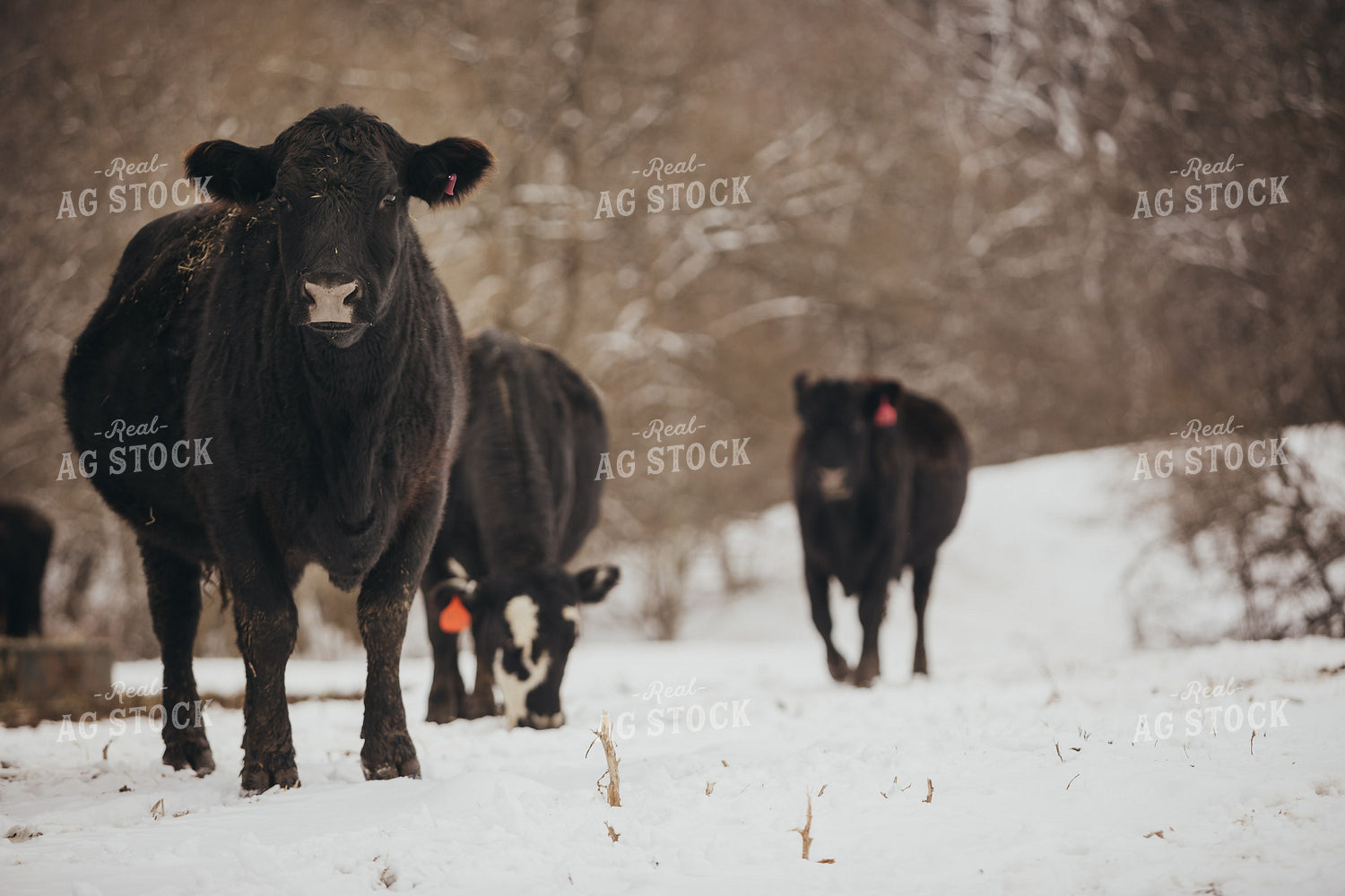 Angus Cattle in Snowy Pasture 3770
