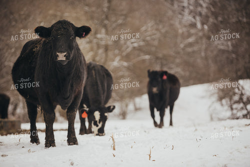Angus Cattle in Snowy Pasture 3770