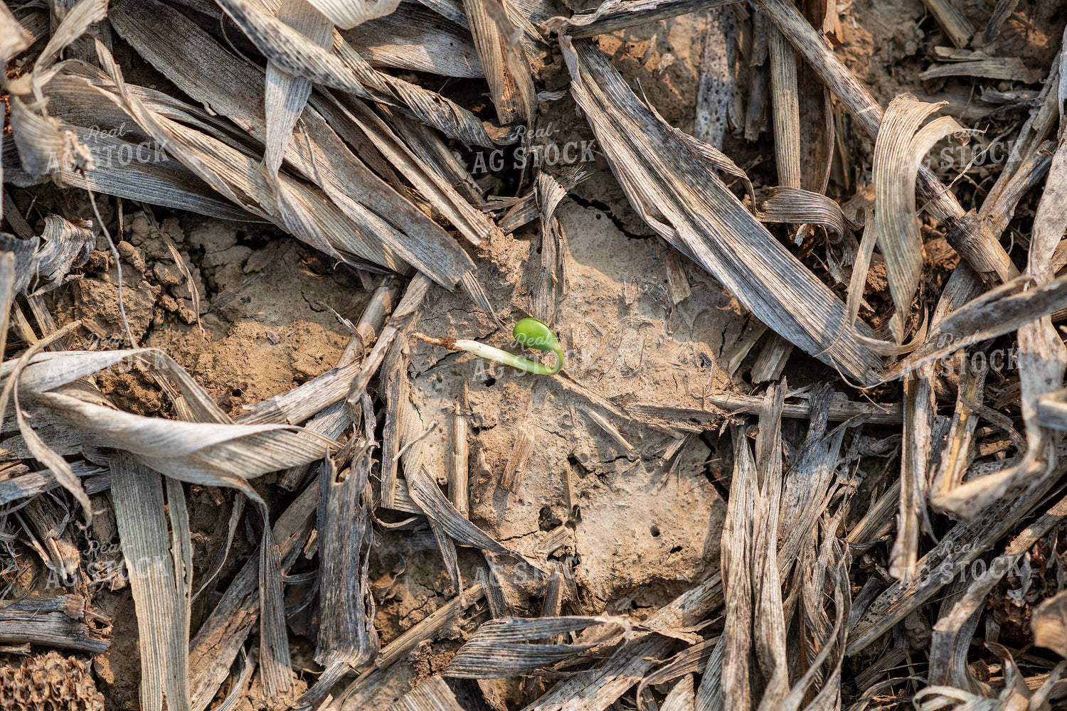Emerging Soybeans 76686