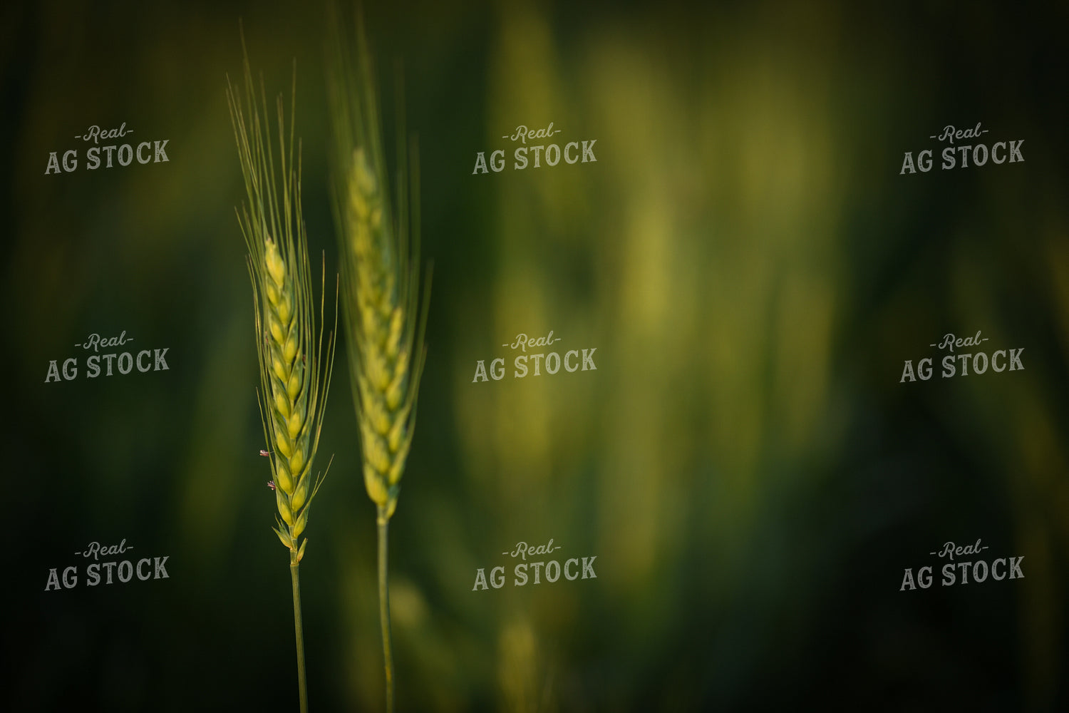 Wheat 191103