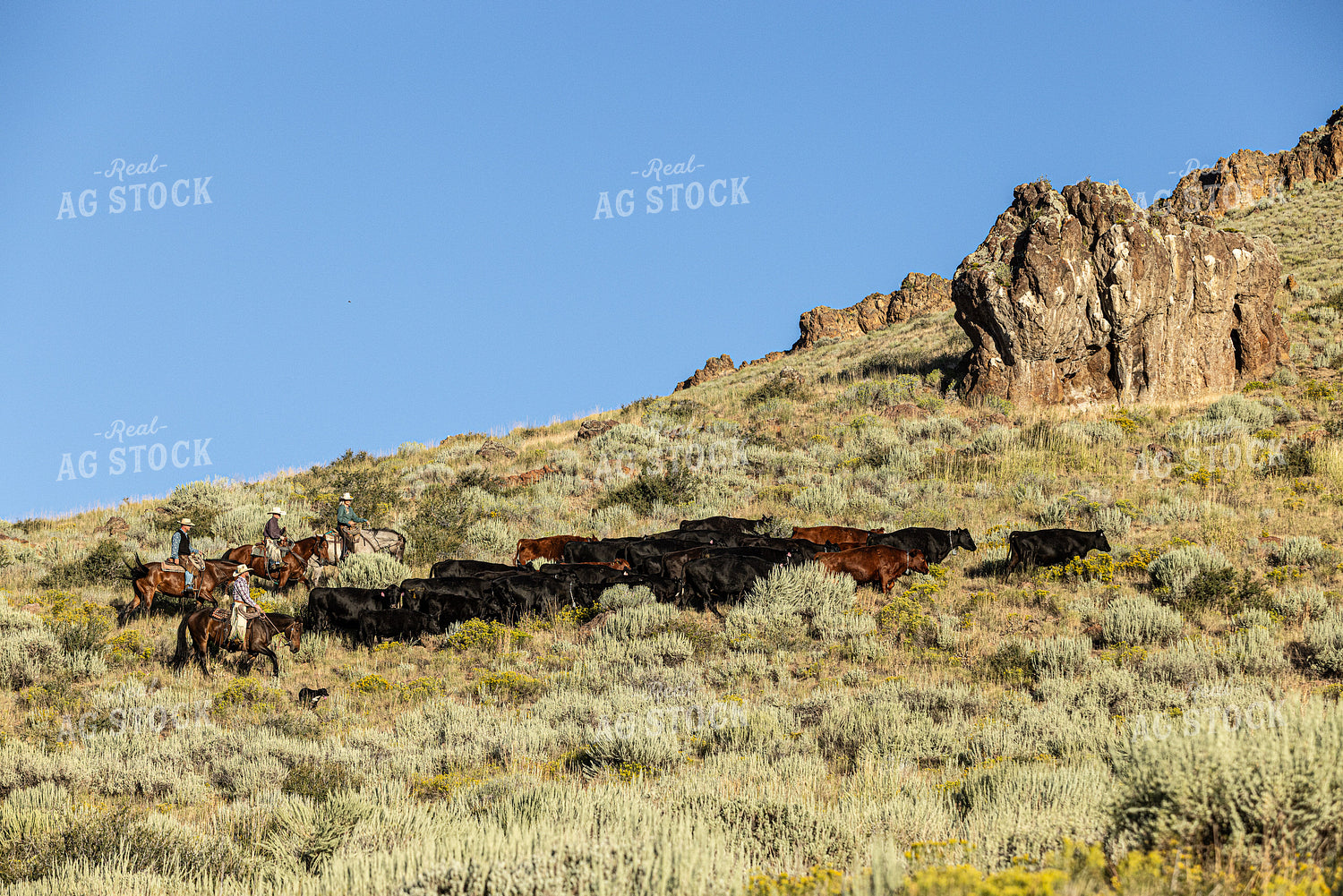 Herding Cattle 290046