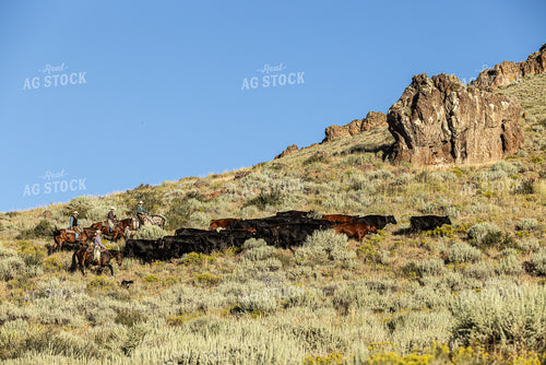 Herding Cattle 290046
