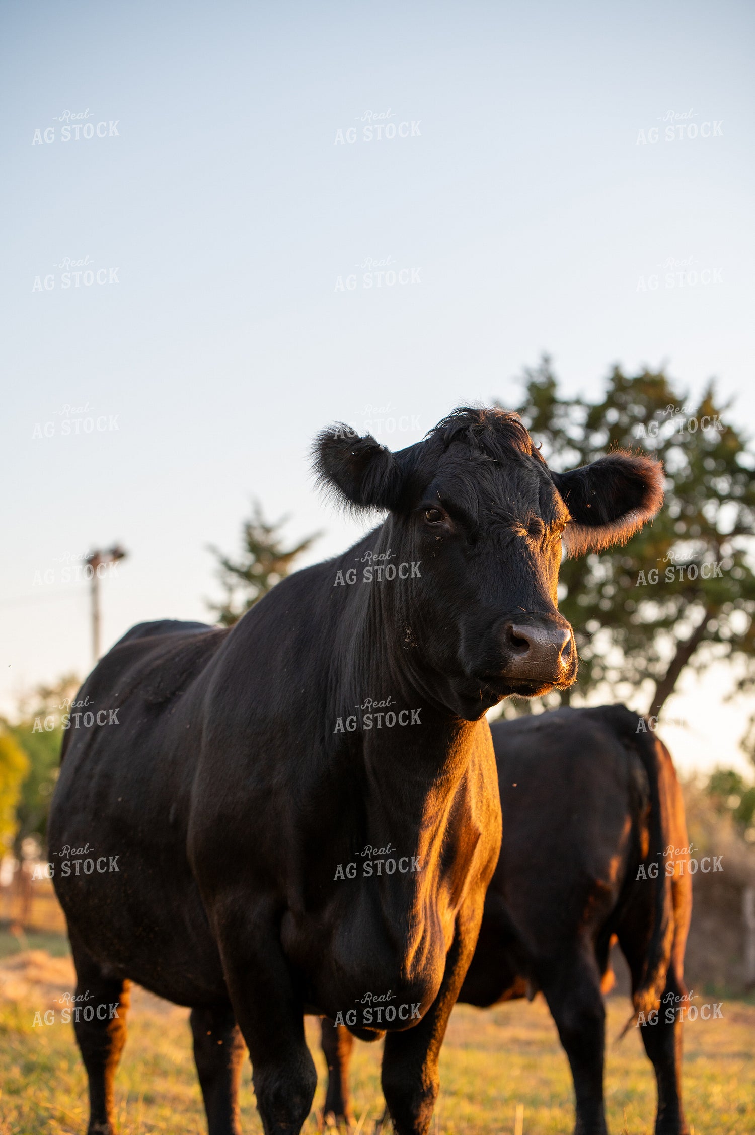 Angus Cattle 236014