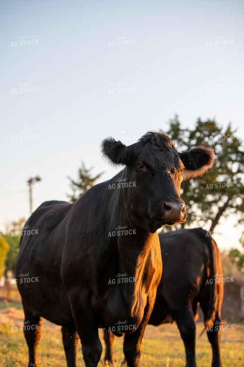 Angus Cattle 236014