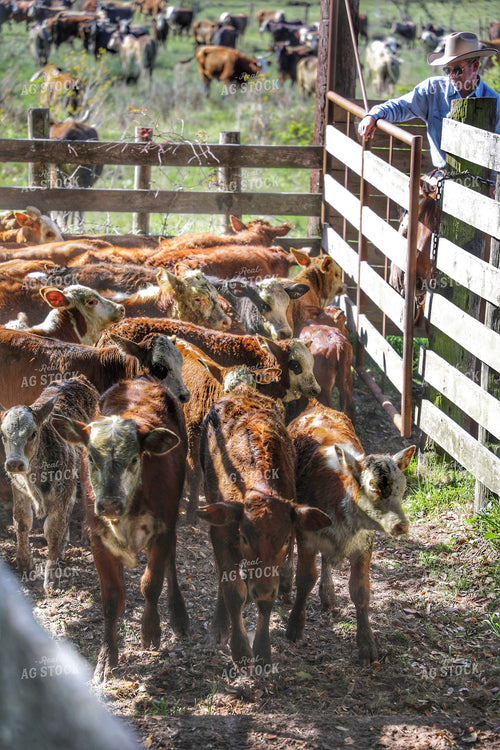 Rancher Herding Calves 210019
