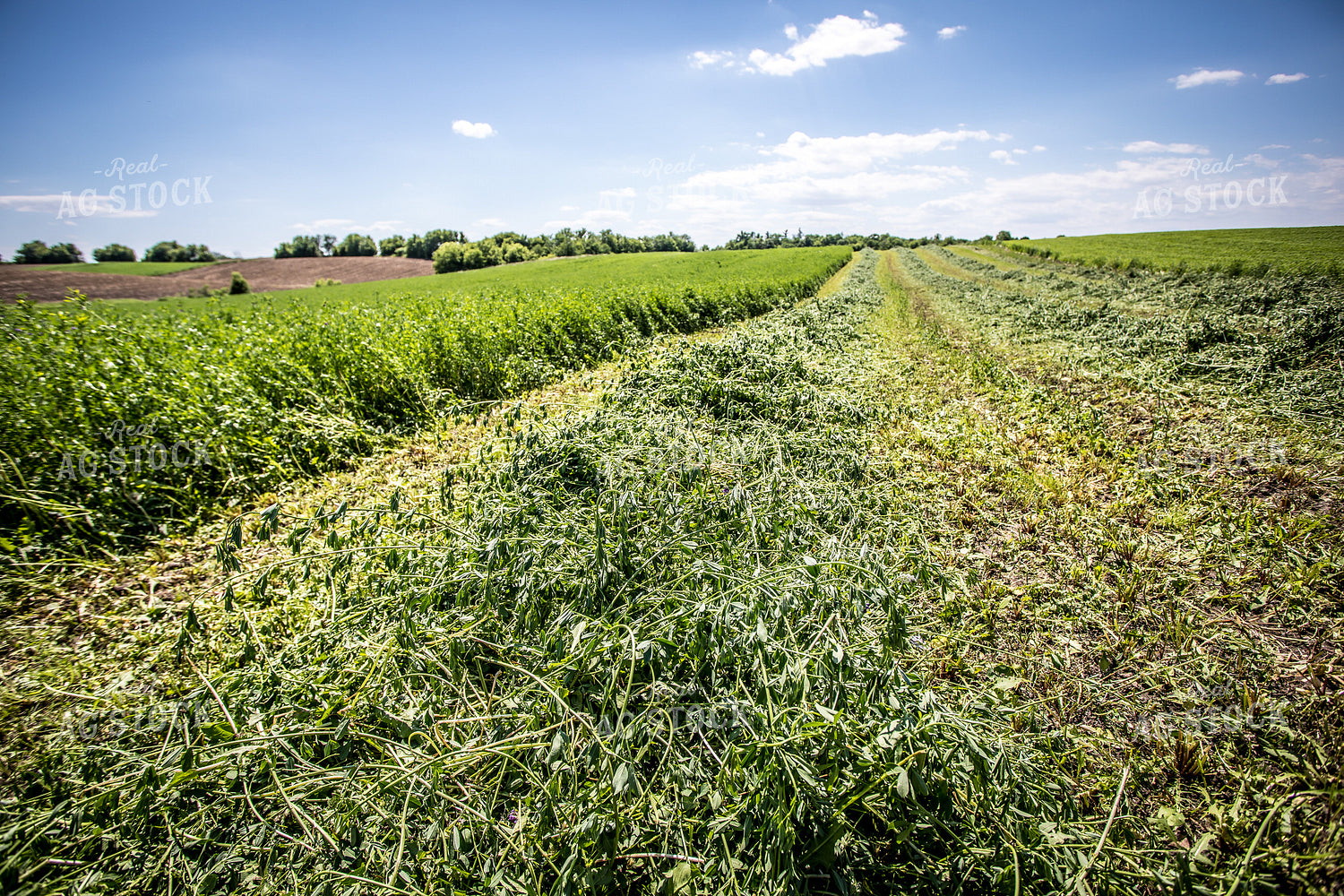 Cut Alfalfa 250117