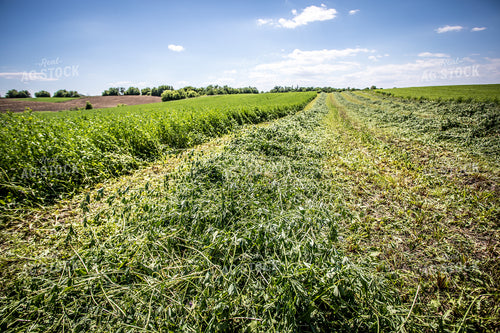 Cut Alfalfa 250117