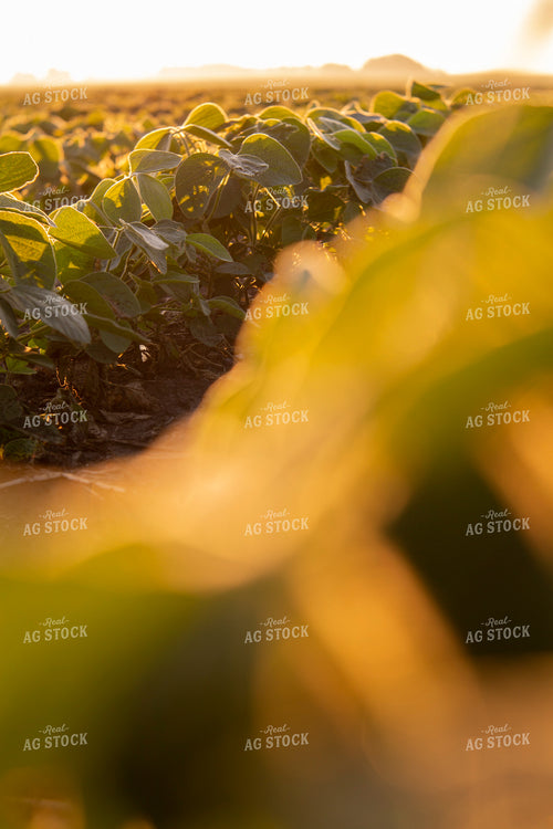 Soybeans - Mid-Season 1461