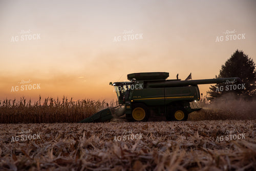 Corn Harvest 76365