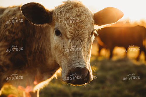Cattle on Pasture 203025