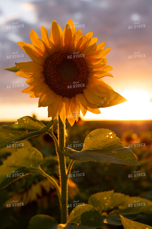 Sunflowers 2056