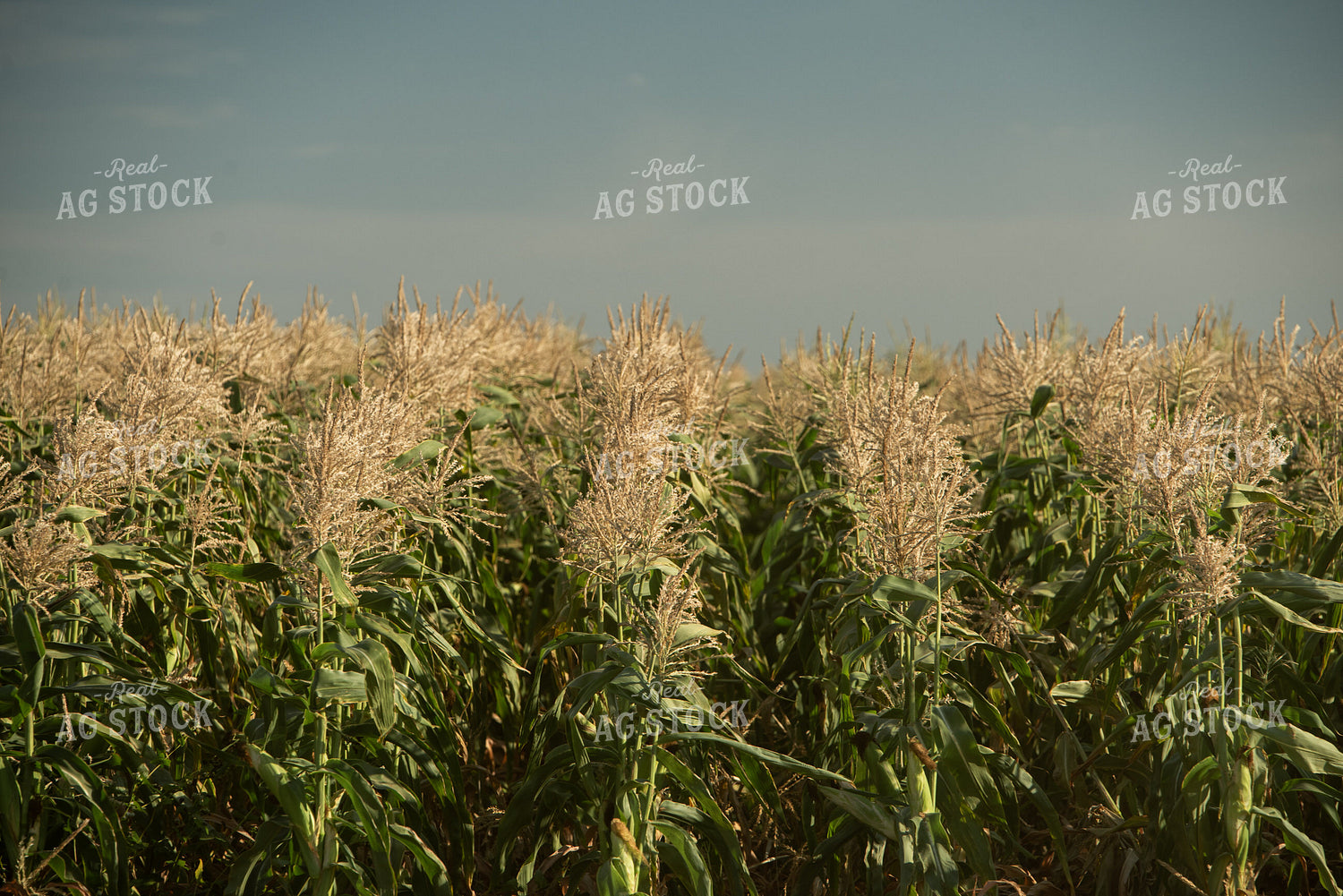 Sweet Corn Field 76652