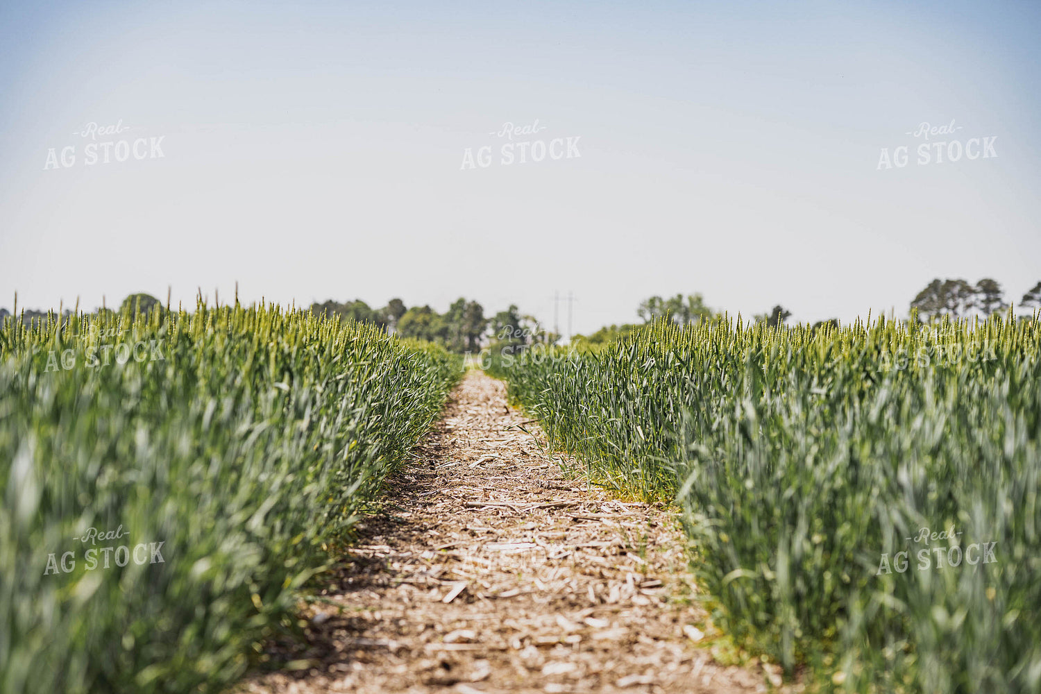 Wheat Field 91034