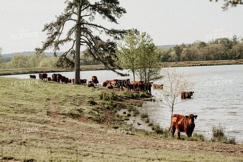 Angus Cattle in Pasture Getting Water 125086