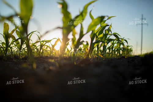 Corn - Early Growth 1099