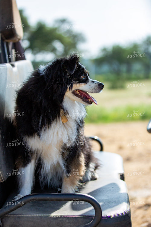 Ranch Dog 134042