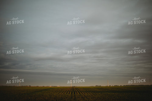 Rows of Early Stage Corn 4304