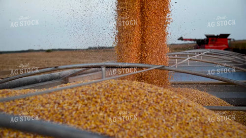 Grain Cart Unloading into Semi - 411