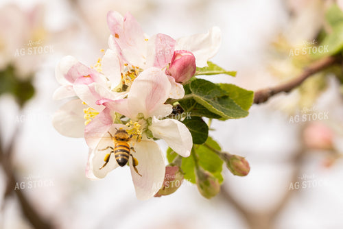 Bee with Apple Blossoms 161158