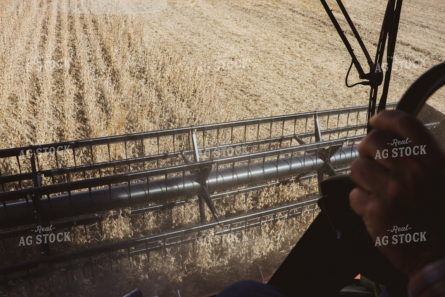 Harvesting Soybeans from the Inside of a Combine 67006