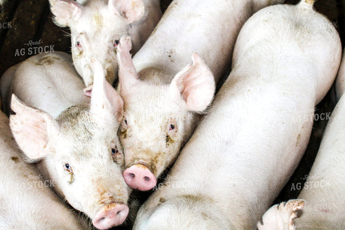 Pigs in Pen 101004