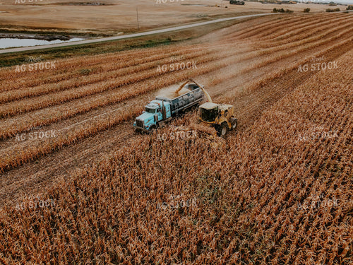 Corn Silage 187013