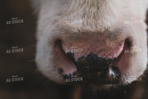 Cow Nose 52018