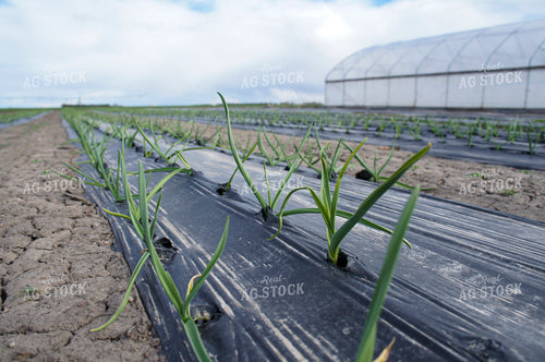 Onions 156035