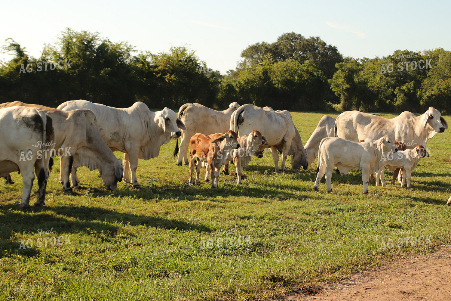 Brahman Cattle 102162