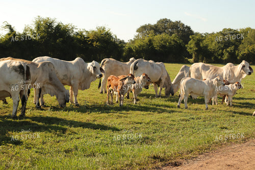 Brahman Cattle 102162