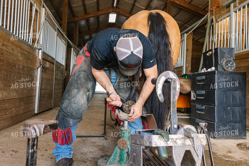 Farrier Trimming Hooves 52702