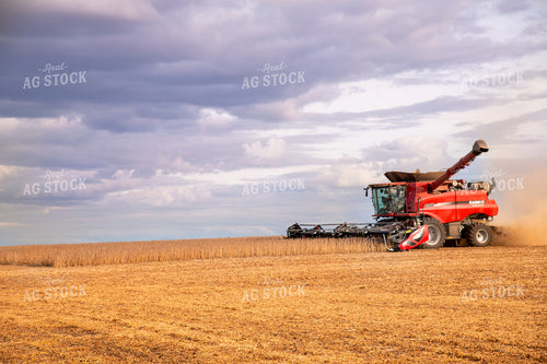 Combine Harvesting Soybeans 25673
