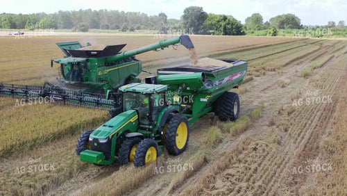 Rice Harvest 79426