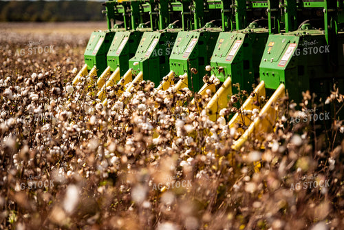 Cotton Harvest 136133