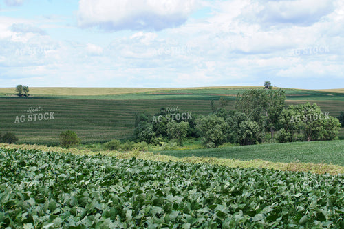 Rural Landscape 156001