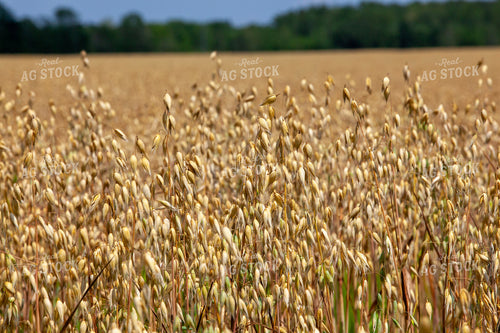 Dried Oats 132063