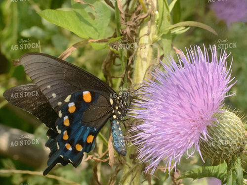 Butterfly 283014