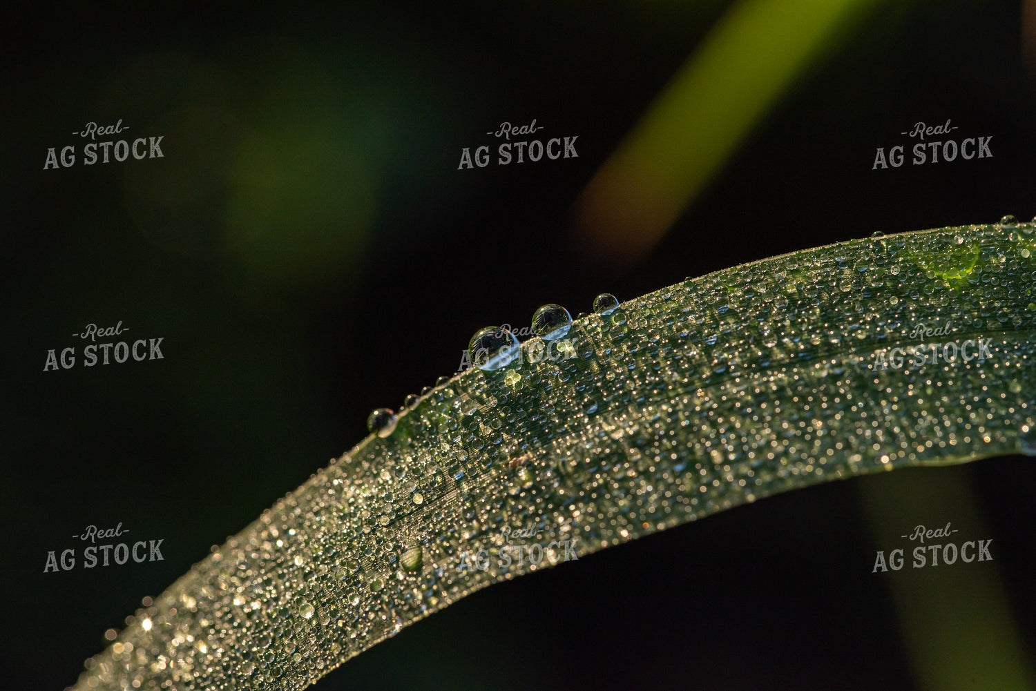 Corn Leaf Close Up With Dew 76231