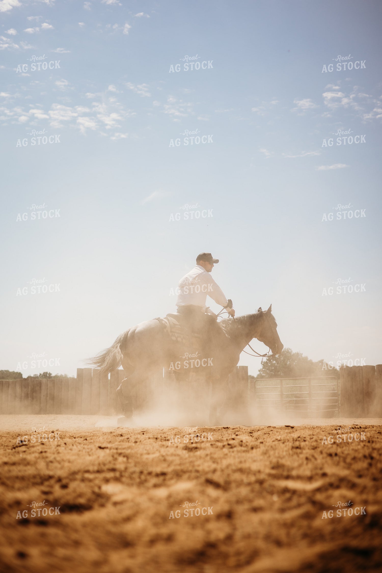Riding Horse in Arena 281098