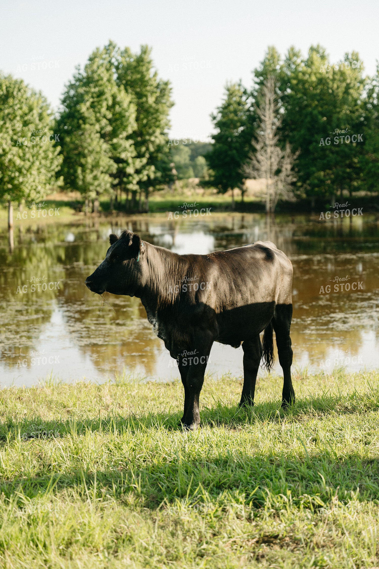 Cattle on Pature 125307