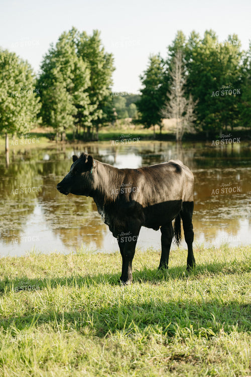 Cattle on Pature 125307