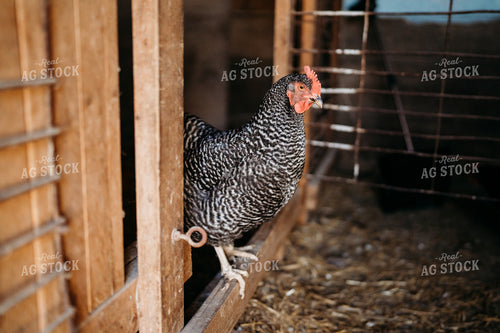 Chickens 196278