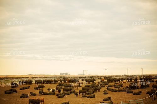 Feedyard Cattle 3897