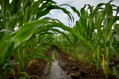 Ditch Irrigation Corn 56195