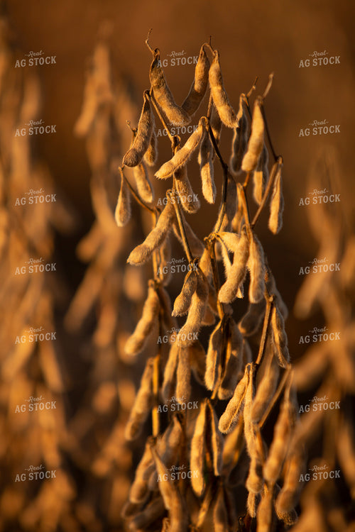 Soybeans - Dry 2456
