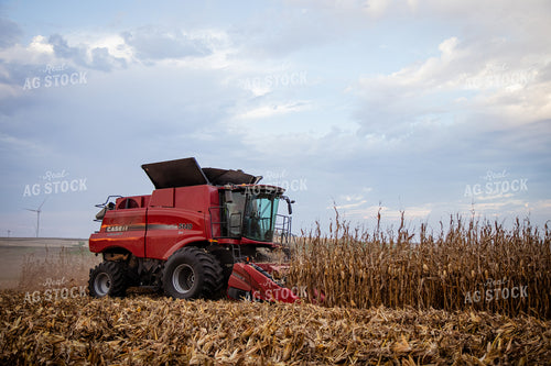 Corn Harvest 268212