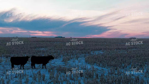 Cattle Grazing on Snow Covered Corn Field 239129