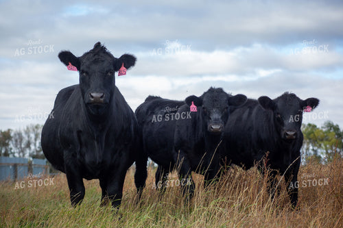 Black Angus Cow and Calves with Pink Ear Tags Standing in Fall Pasture 406038